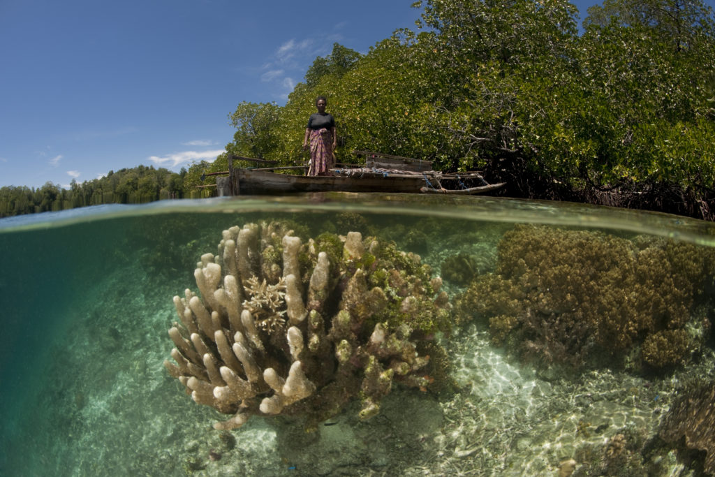 Mangroves