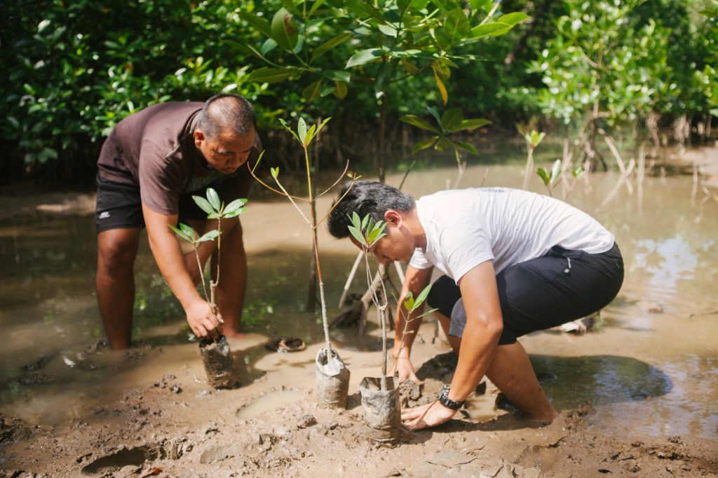 Mangroves