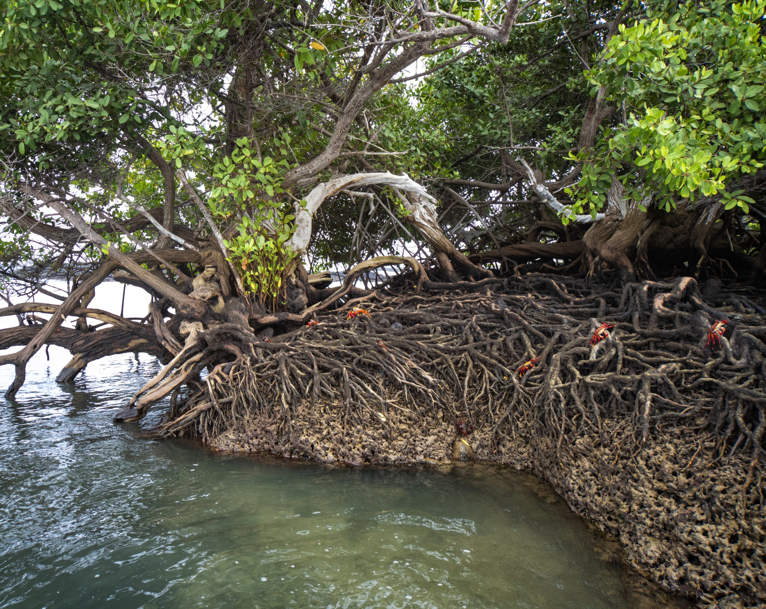 mangroves