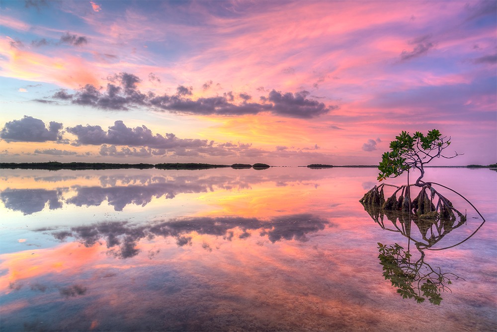 The Mangrove Alliance