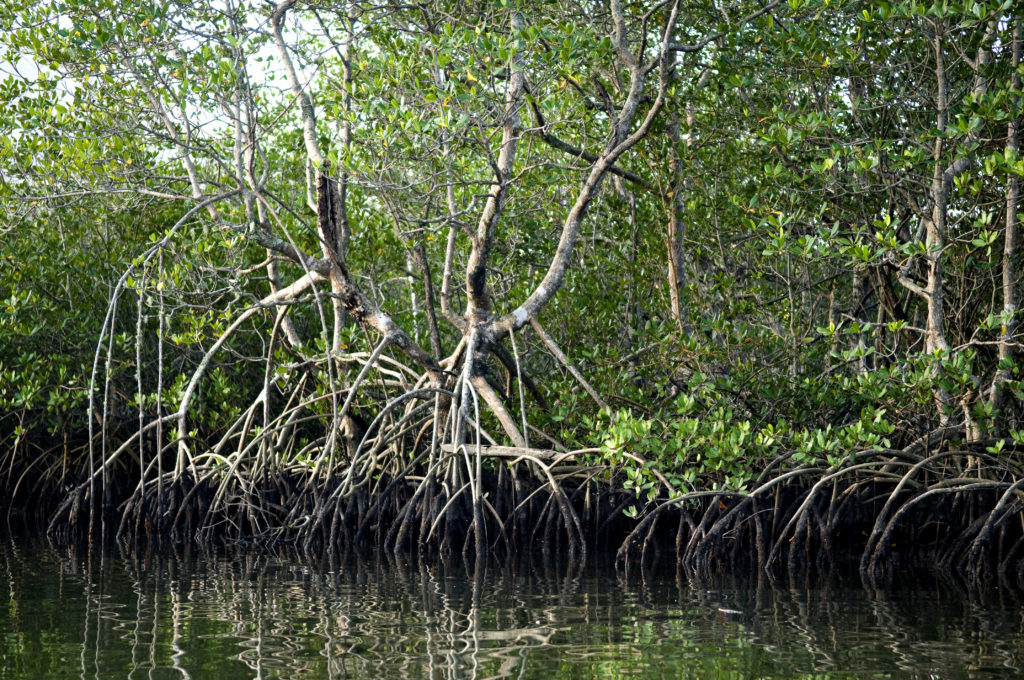 The Mangrove Alliance