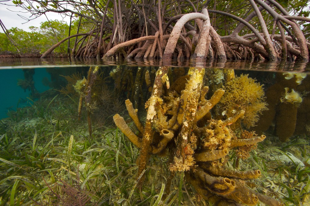 mangroves