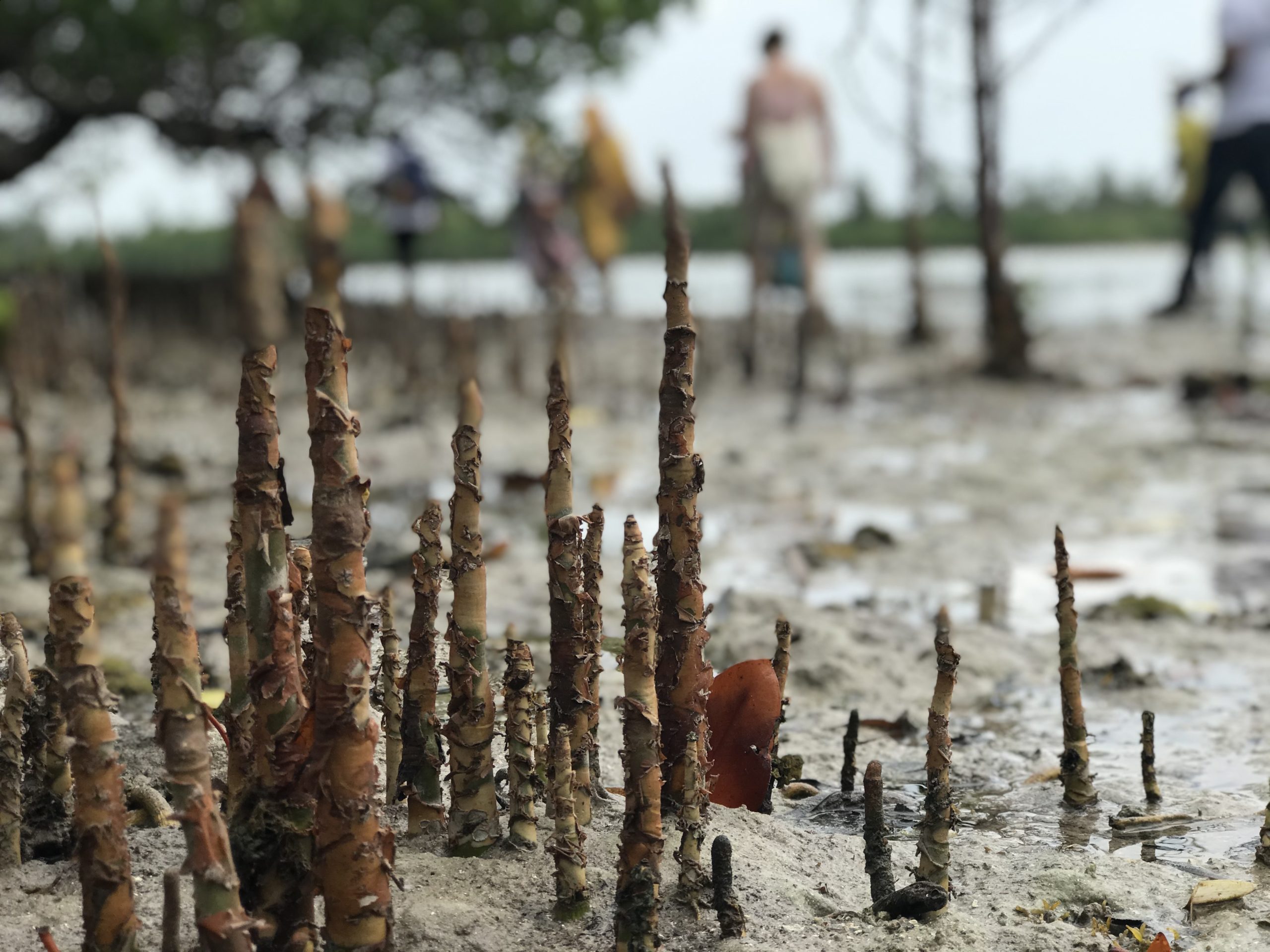 The Mangrove Alliance