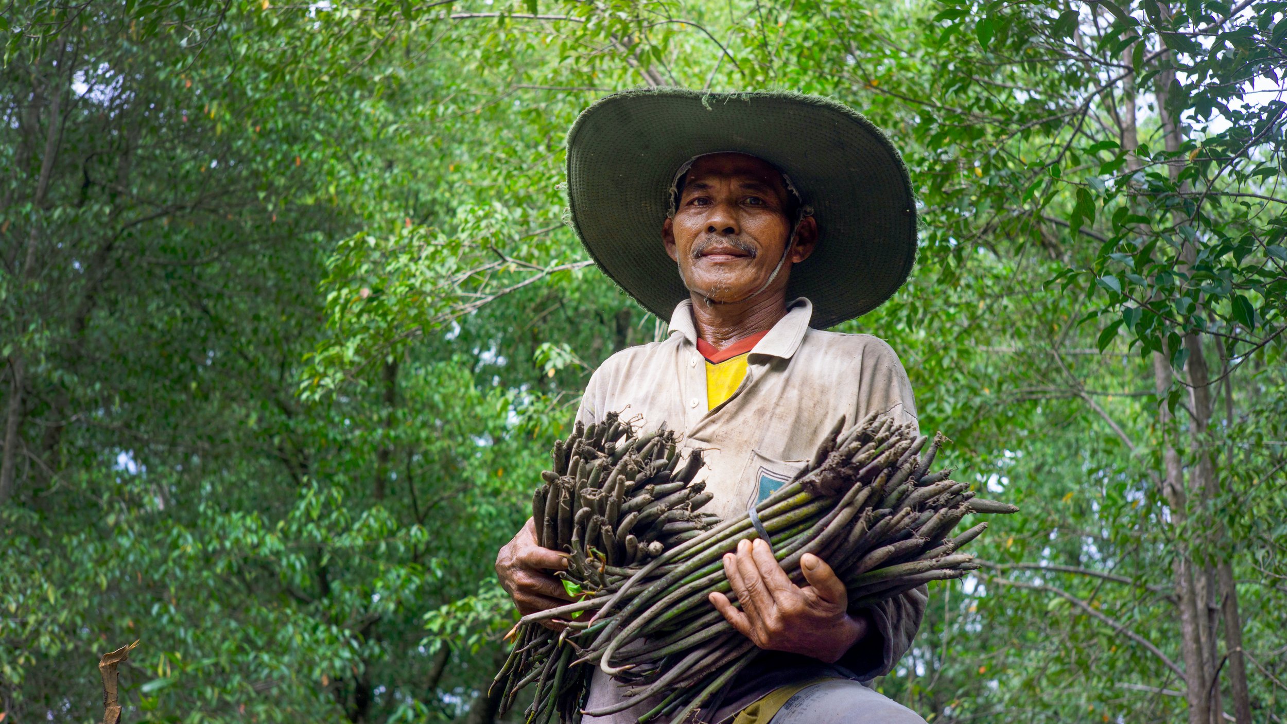 The Mangrove Alliance