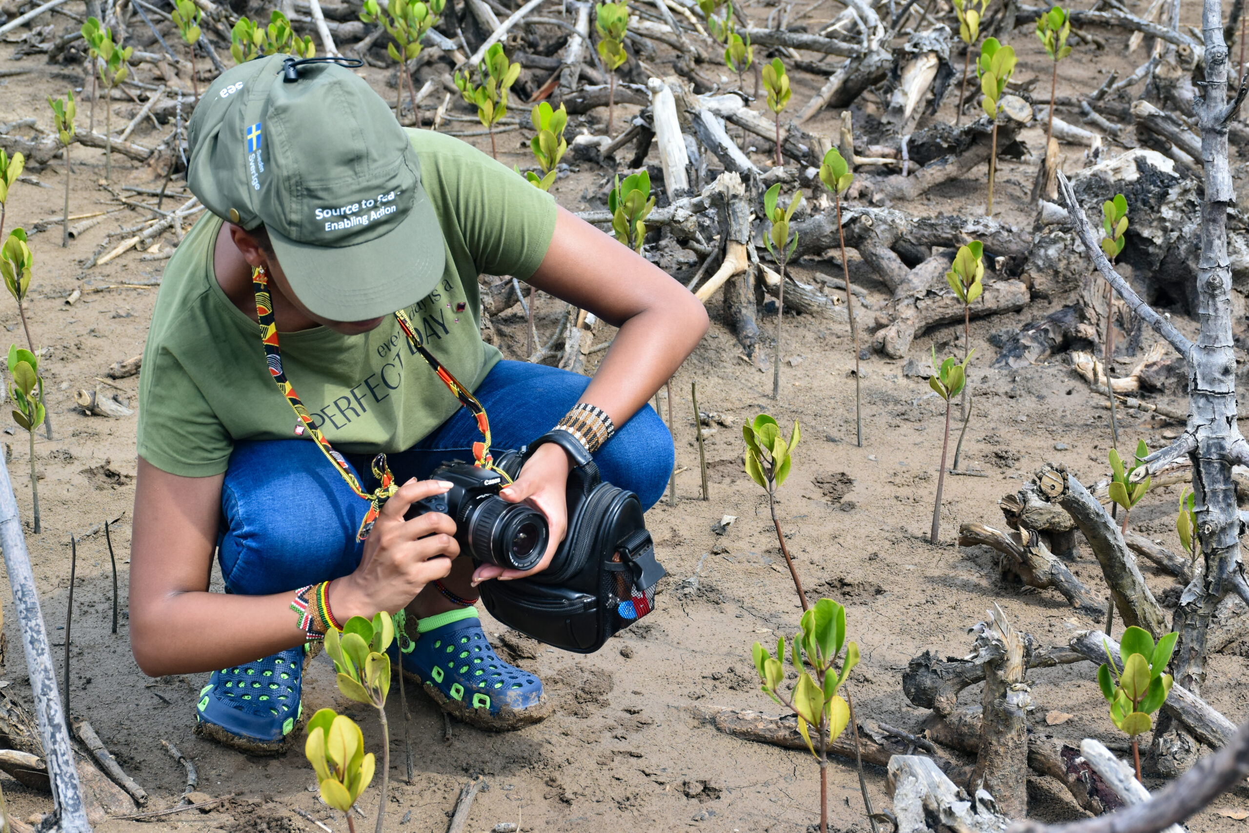 The Mangrove Alliance